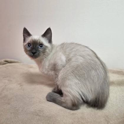 Basil photo