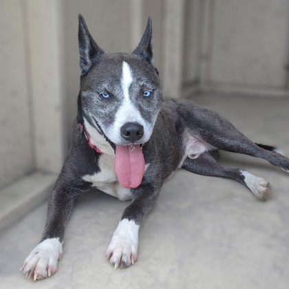Rocco photo