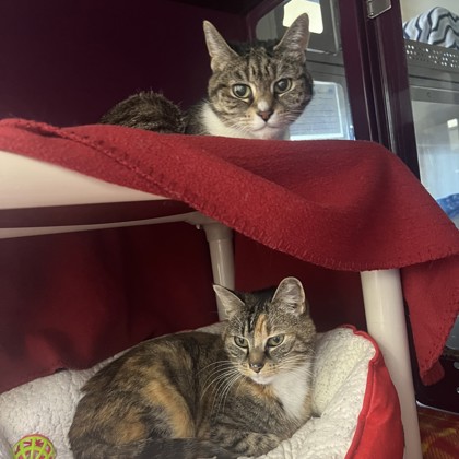Spice & Smidge photo