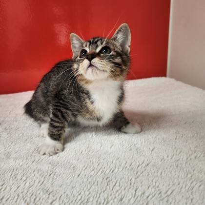 Lil Nala photo