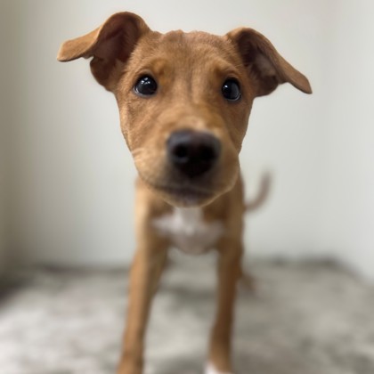 Princess Consuela photo