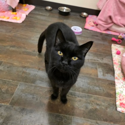 Toothless photo