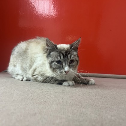 Katy Purry photo
