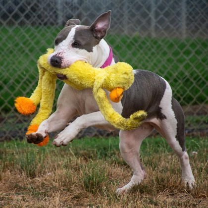 Miss Moose photo