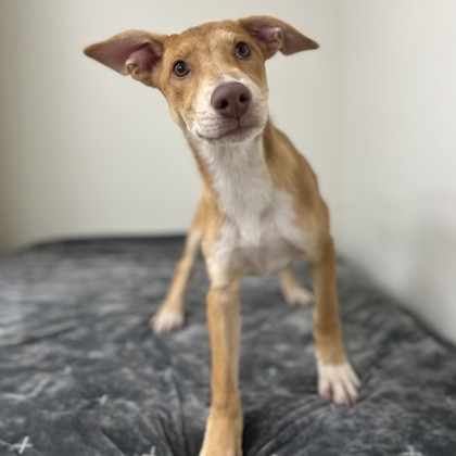Buffy photo