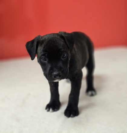 Peanut photo