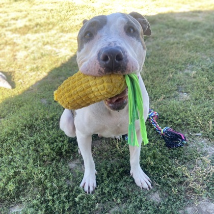 Miss Moose photo