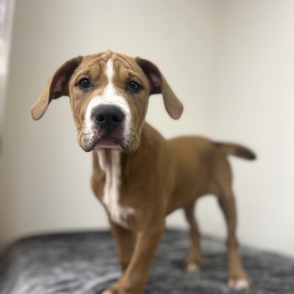 Hank photo