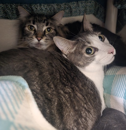 Clack & Mellow photo