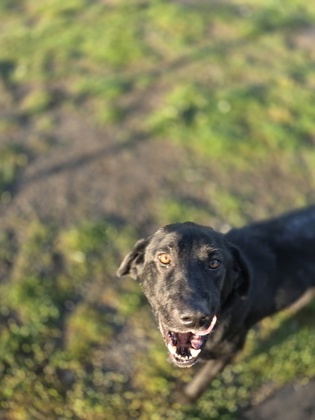 Willow photo