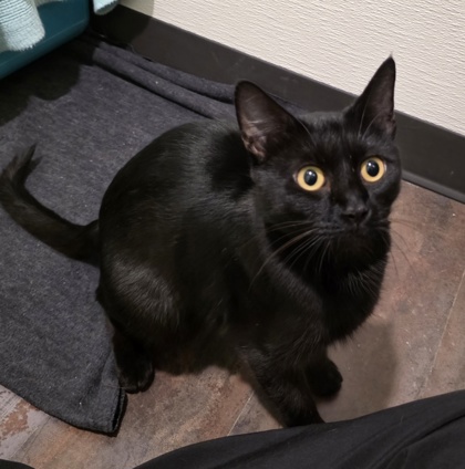 Sootie photo