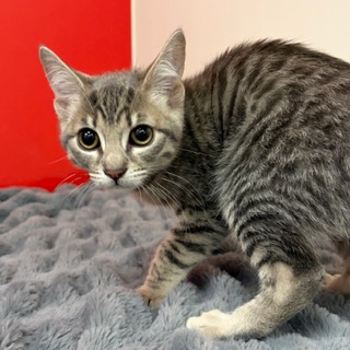 Agatha Chrisie photo