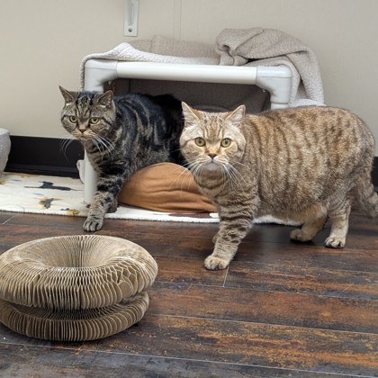 Figaro and Fitz photo