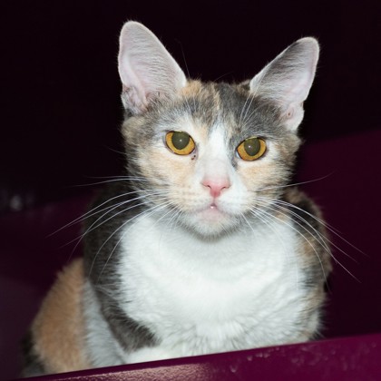 Chloe photo