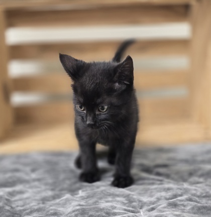 Pepper photo