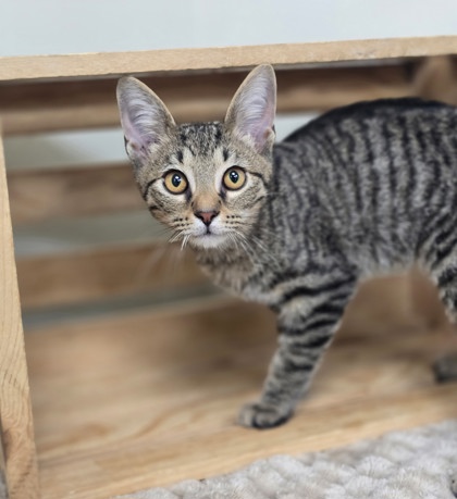 Freddie Mercury photo