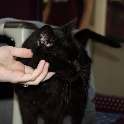 Kibby photo