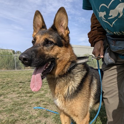 Enzo photo