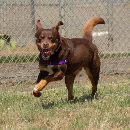 Hazel photo