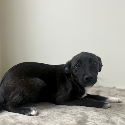 Nestle Toulouse photo