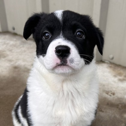 25 Popular Teacup Dogs - Parade Pets