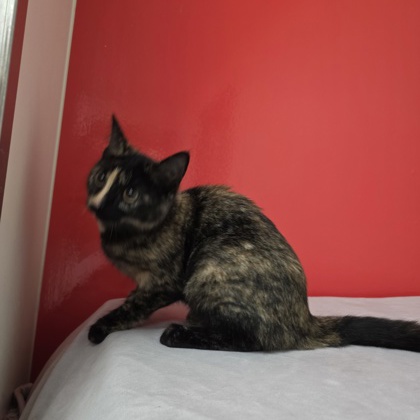 Tia photo