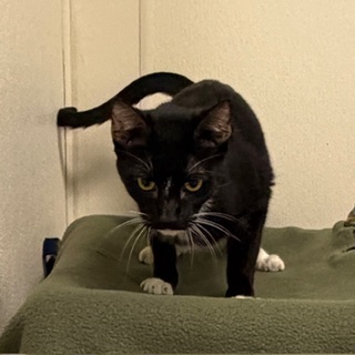 Strawberry Moon photo