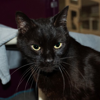 Kibby photo