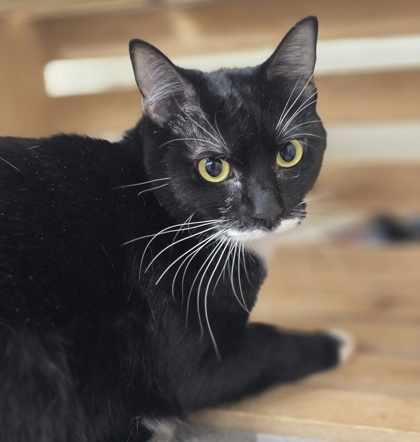 Meownerva photo