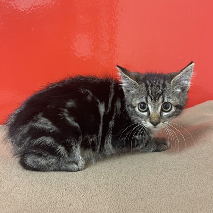Berlioz photo