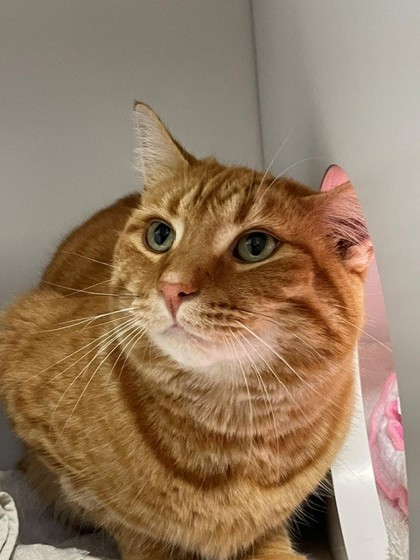 Butterscotch photo