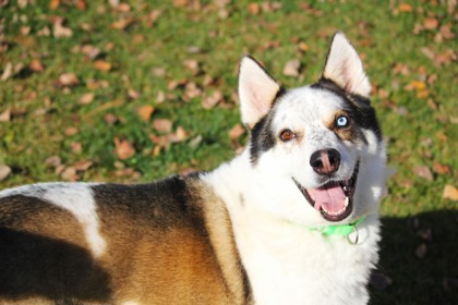 Koda photo
