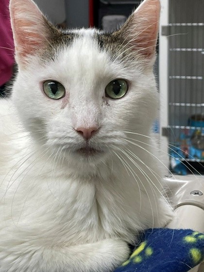 Hank photo