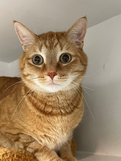 Cinnamon photo
