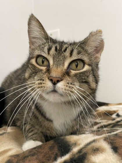 Mittens photo