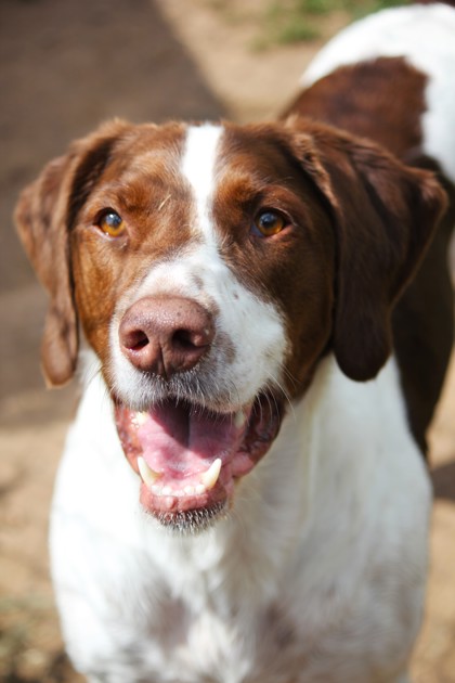 Ruger photo