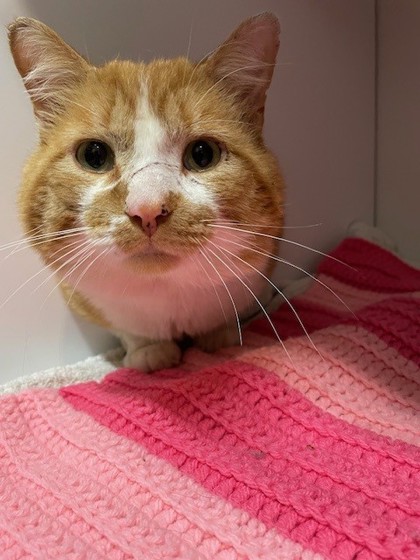 Garfield photo