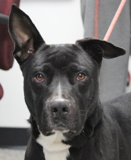 Roscoe photo