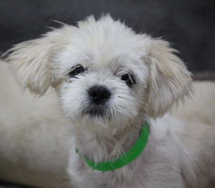 Winston photo