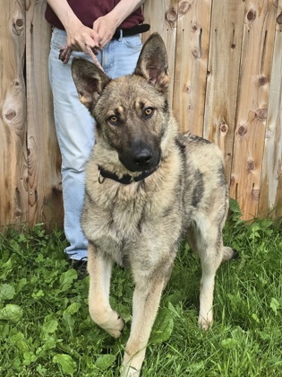 Hank photo