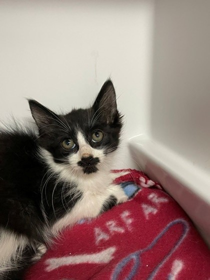Smudge photo