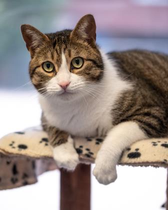 Cats For Adoption | Animal Shelter | Etobicoke Humane Society