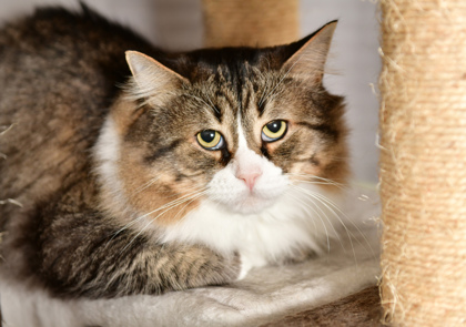 Cats For Adoption | Animal Shelter | Etobicoke Humane Society Cats For Adoption | Animal Shelter | Etobicoke Humane Society