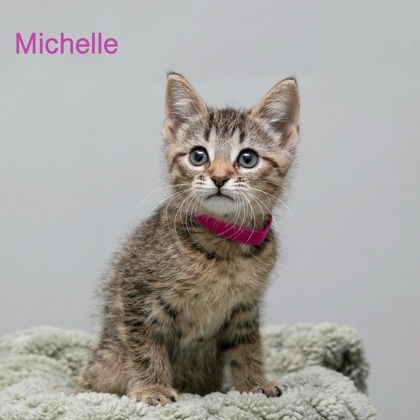 MICHELLE AKA BELLE - Domestic Medium Hair / Mix available for adoption