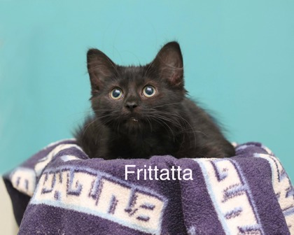 FRITTATTA - Domestic Medium Hair / Mix for adoption in Cleveland