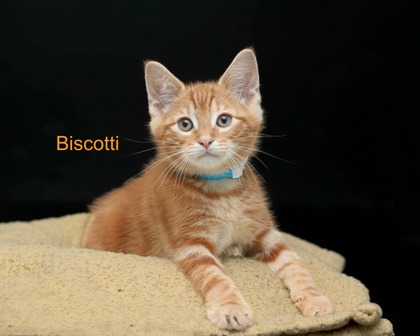BISCOTTI - Domestic Medium Hair / Mix available for adoption