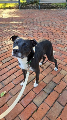 CJ - Labrador Retriever / Border Collie available for adoption