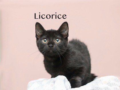 LICORICE - Domestic Shorthair / Mix for adoption in Cleveland