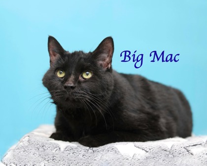 BIG MAC - Domestic Shorthair / Mix available for adoption