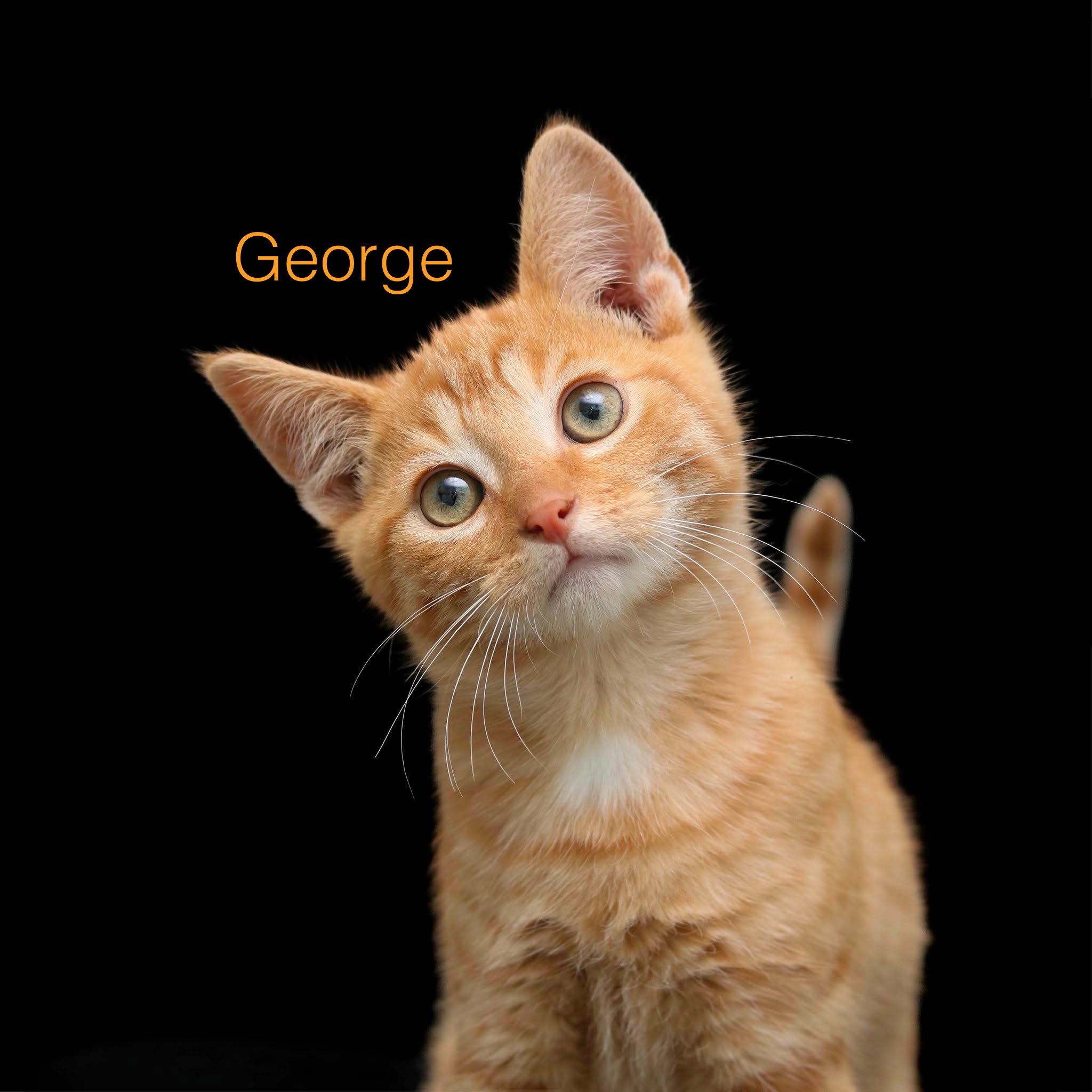 GEORGE - Domestic Shorthair / Mix available for adoption